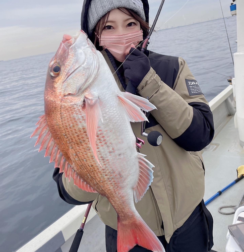 マダイの釣果