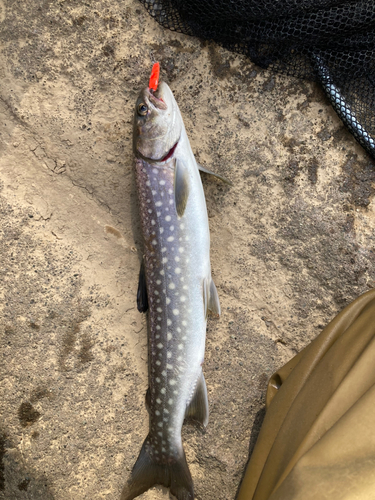 アメマスの釣果