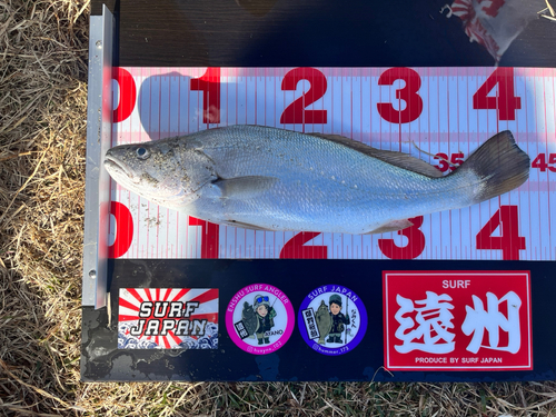 ニベの釣果