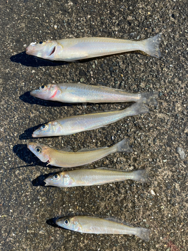 シロギスの釣果