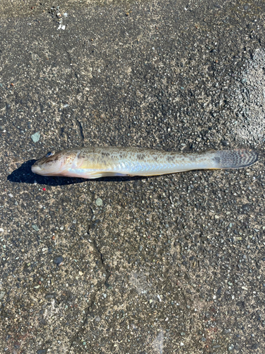 マハゼの釣果