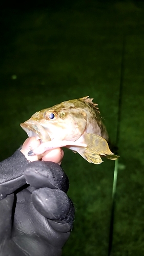 ガシラの釣果