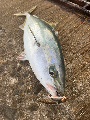 ハマチの釣果