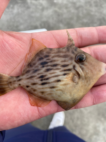 カワハギの釣果