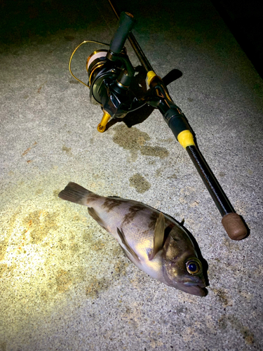 シロメバルの釣果