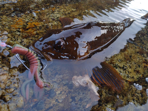 釣果