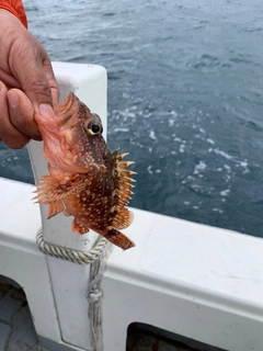 ウッカリカサゴの釣果