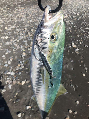 イナダの釣果