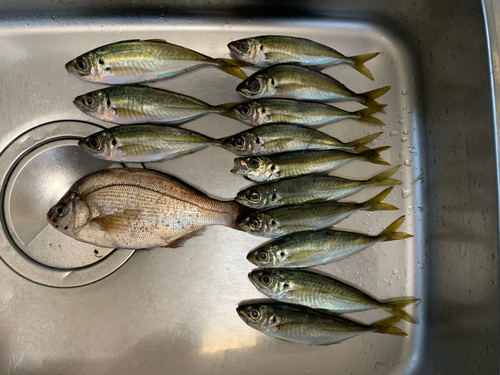 ウミタナゴの釣果