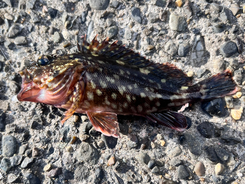 カサゴの釣果