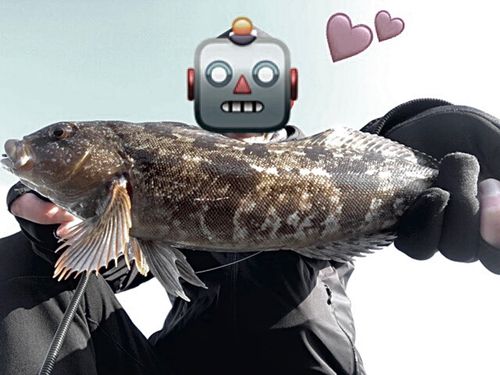 アイナメの釣果