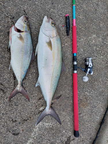 カンパチの釣果