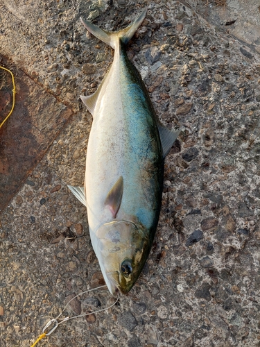 カンパチの釣果