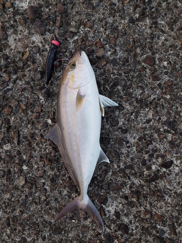 カンパチの釣果