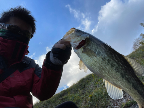 ラージマウスバスの釣果