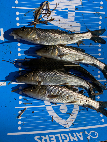 ニゴイの釣果