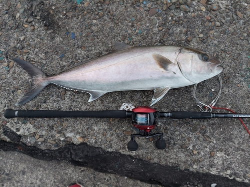 カンパチの釣果