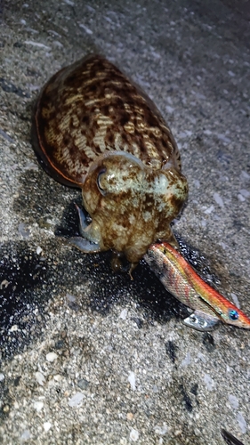 コウイカの釣果