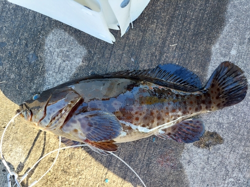 チャイロマルハタの釣果