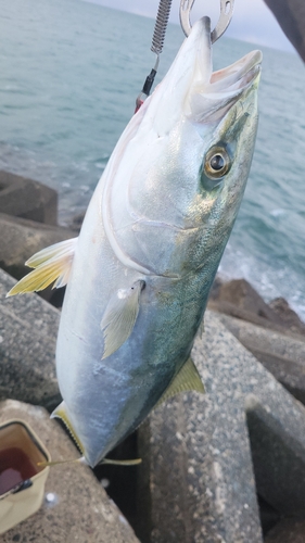 ハマチの釣果