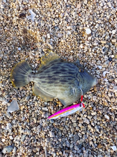 カワハギの釣果