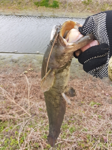 ナマズの釣果