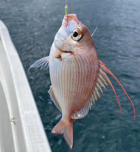 ヒレコダイの釣果