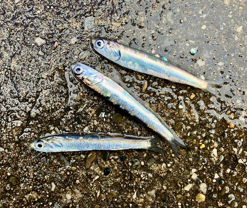 カタクチイワシの釣果