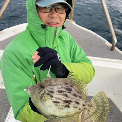 カワハギの釣果