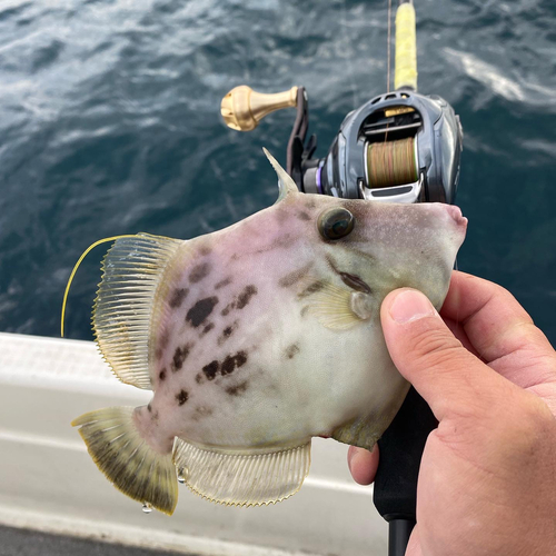 カワハギの釣果