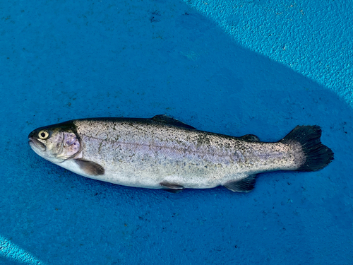 ニジマスの釣果