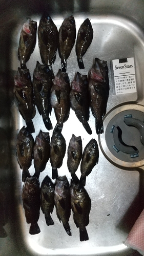 メバルの釣果