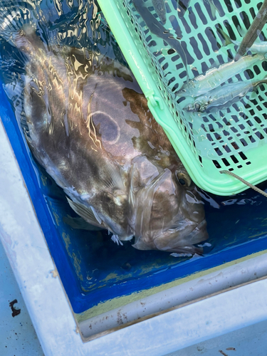 マトウダイの釣果