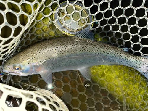 ニジマスの釣果