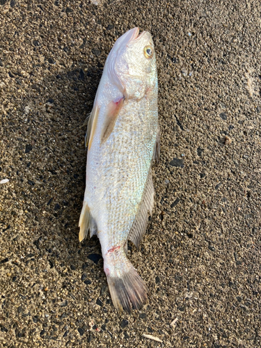 イシモチの釣果