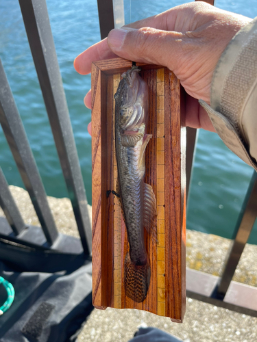 マハゼの釣果