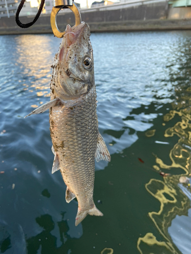 ニゴイの釣果