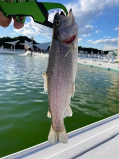 ニジマスの釣果