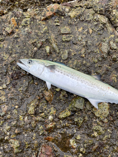 サゴシの釣果