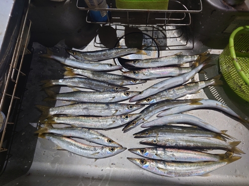 カマスの釣果