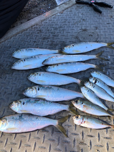 コノシロの釣果