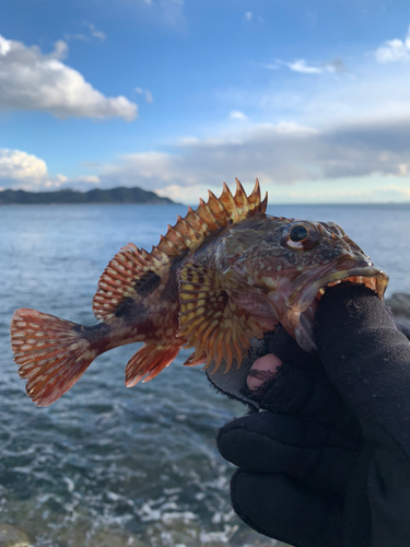 ガシラの釣果