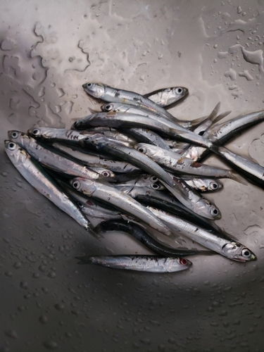 カタクチイワシの釣果