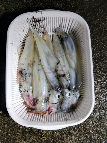 ヤリイカの釣果