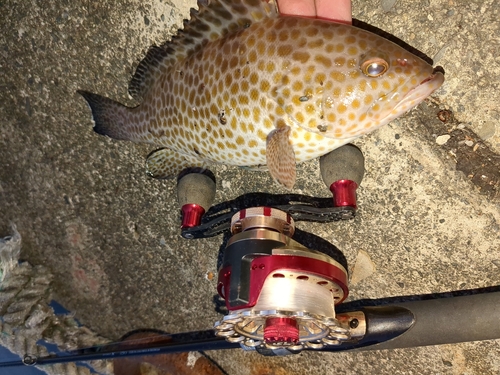 オオモンハタの釣果