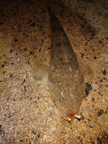 マゴチの釣果