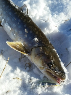 アメマスの釣果