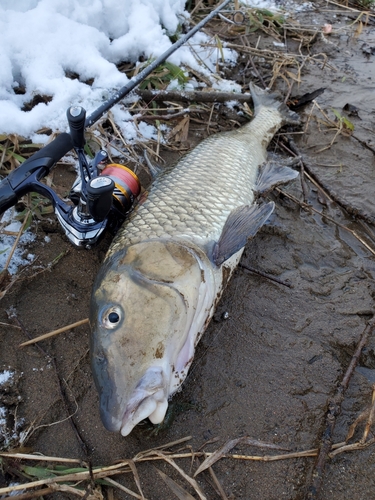 ニゴイの釣果