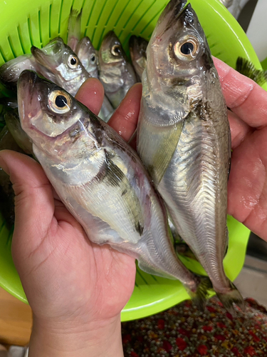 ハタハタの釣果