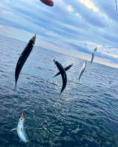 ウルメイワシの釣果